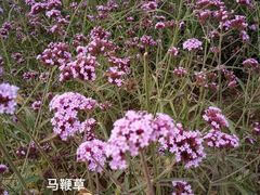-河北省园博园