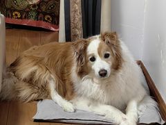 -瑞派申生动物医院·24H夜诊·国际动物医疗中心·骨外科(吴中路店)