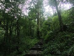 -天目山大树王景区