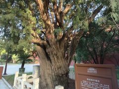 -北京市劳动人民文化宫(太庙)