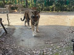 -上海野生动物园老虎餐厅