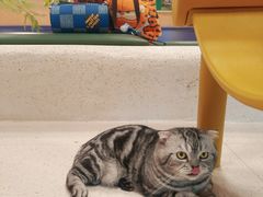 -帕帕拉兹宠物(亚洲旗舰店)