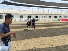 -北京群众马术培训基地