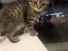 -团子家猫咪猫咖馆·柯基·柯尔鸭