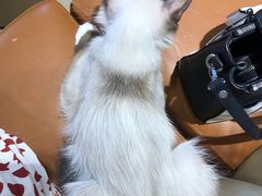 -藏猫猫咖啡主题馆(中央大道店)