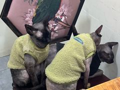 -猫小院猫主题餐厅(南锣旗舰店)