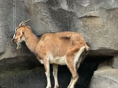 -武汉动物园
