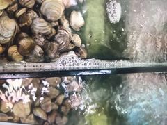 -蓝珊甄选海鲜自助·火锅大排档(近阿那亚店)