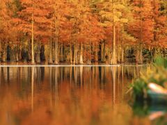 -白鹭湾湿地公园