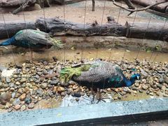 -海南热带野生动植物园