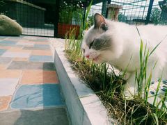 -70cat德文卷毛猫·缅因猫纯种猫舍