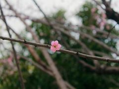 -无锡梅园公园