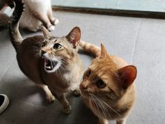 -喵屿·大理花园猫咖