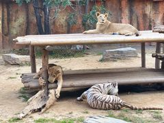 -北京野生动物园