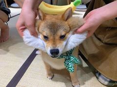 -逗柴咖啡屋·狗咖猫咖宠物桌游