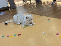 -COLOR PETS 撸猫馆·购猫·猫咖(长风大悦城店)