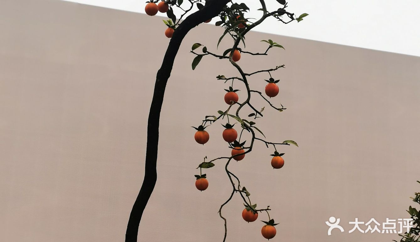 盆景艺术，匠心独具