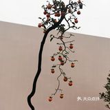 盆景艺术，匠心独具