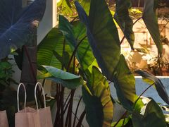 -自由生长植物工作室(深港花卉中心店)