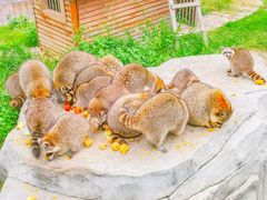 -灵玲国际马戏城