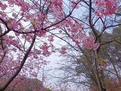 -南山植物园