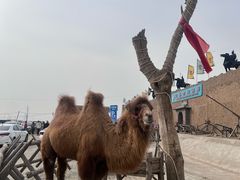 -包头古城文化旅游区