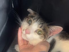 -瑞派申生动物医院·24H夜诊·国际动物医疗中心·骨外科(吴中路店)