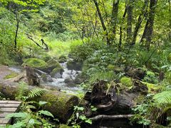 -五营红松林海景区