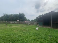 -田园东方蜜桃村的田野营地