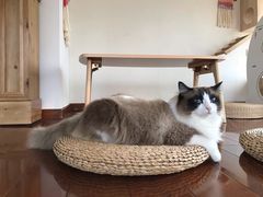 -Catmate·猫肥家润(金润铂宫店)