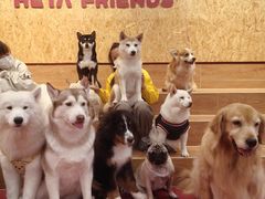 -和它·交个朋友·狗咖猫咖(爱琴海店)
