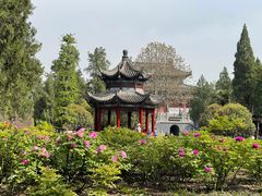 -洛阳白马寺