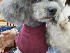 -达爱动物医院·犬猫分区·CT·复杂眼科(远洋山水分院)