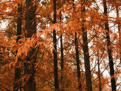 -白鹭湾湿地公园