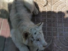 -西霞口神雕山野生动物世界