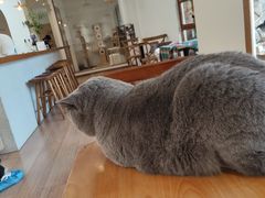 -有猫主题·治愈系猫咖(曾厝垵店)