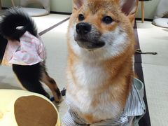 -逗柴咖啡屋·狗咖猫咖宠物桌游