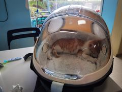 -瑞派福兴宠物医院犬猫全科·骨科·中西医结合(河东店)