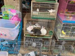 -金科花卉市场