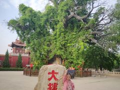 -大槐树寻根祭祖园