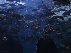 -合肥海洋世界