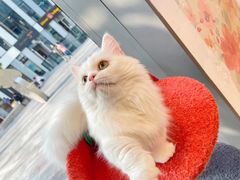 -萌兽医馆·眼科·异宠专科(三里屯店)