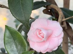 -金花茶公园