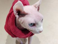 -藏猫猫咖啡主题馆(中央大道店)