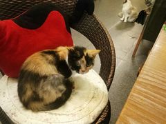 -猫色咖啡·猫咖