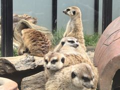 -大连森林动物园