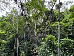 -西双版纳原始森林公园