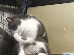 -猫咪博物馆(顶澳仔猫街店)