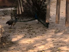 -深圳野生动物园
