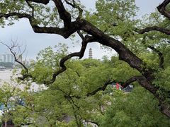 -江心屿景区